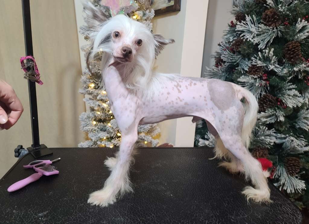 Av Dragon's Gone Fishin'