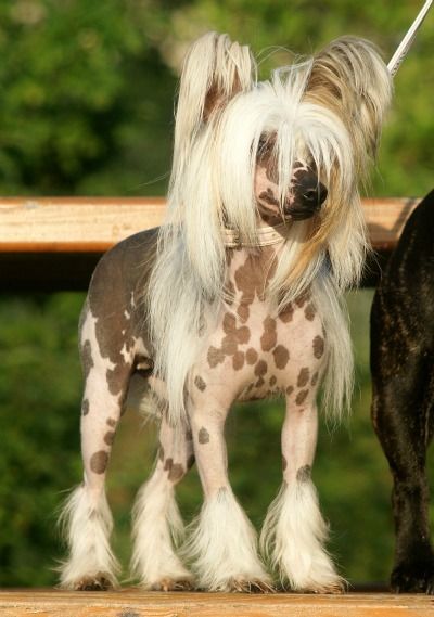 Laureola's Queen of Charm