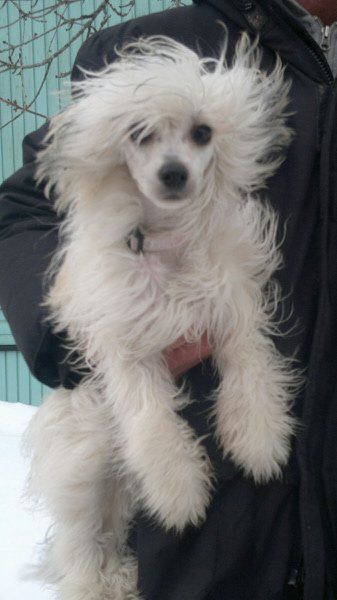 Julie's Precious Cool-Chick'cleo