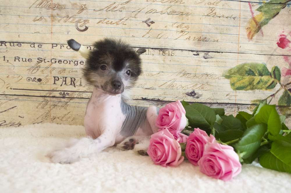 Oro Antenati Intuition Zumba