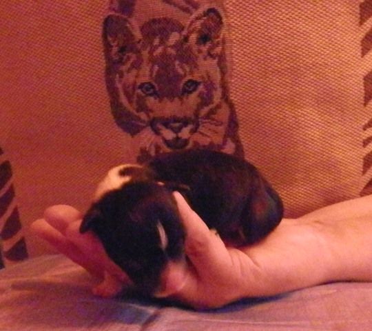 Picture