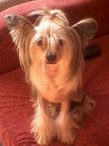 Irene House Black Butterfly