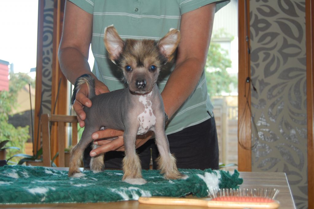 Crested Clan Jason X