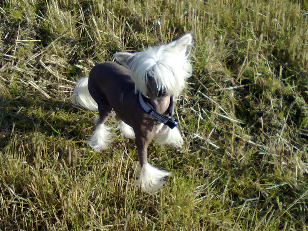 De La Mahafu's Hiawatha