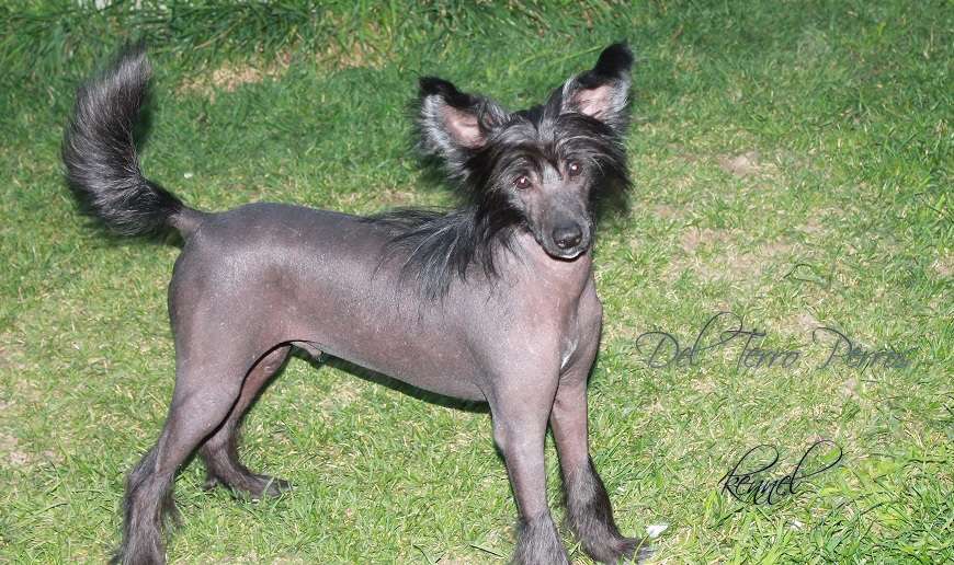 Del Terro Perros Vertu Quest