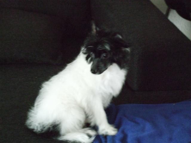 Dollar of mystic Star