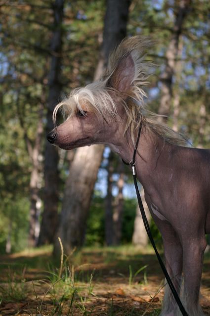 Rus Foreva Geilord v Djemanshi