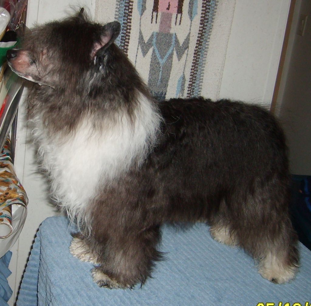 Krystal Hi Summer Windsock at Candas