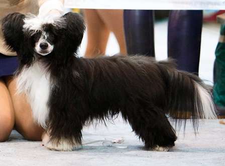 Gran Amigo Veterok Versalya