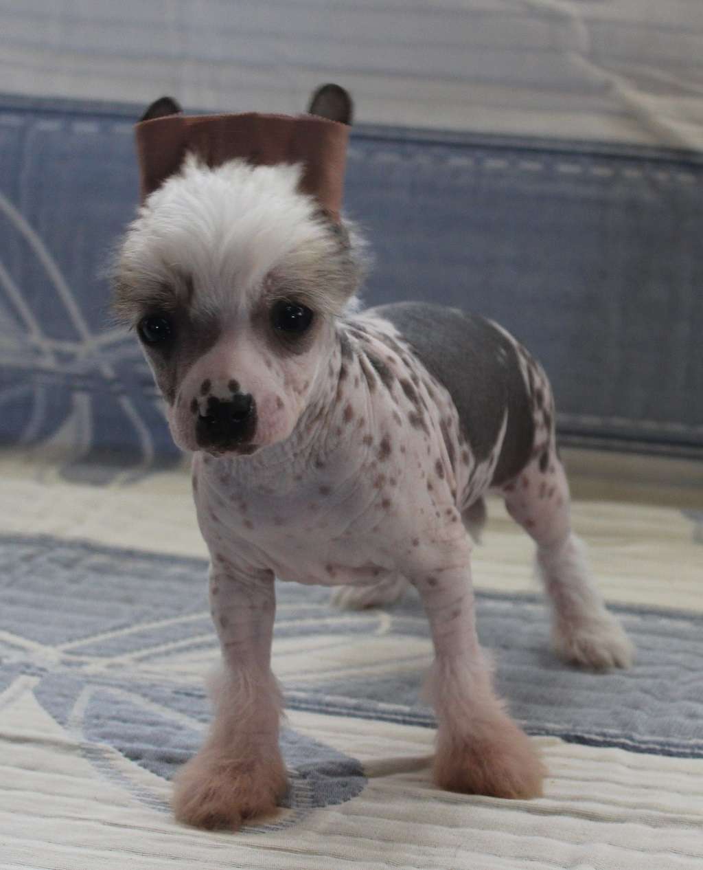 Electric storm de Almamasan