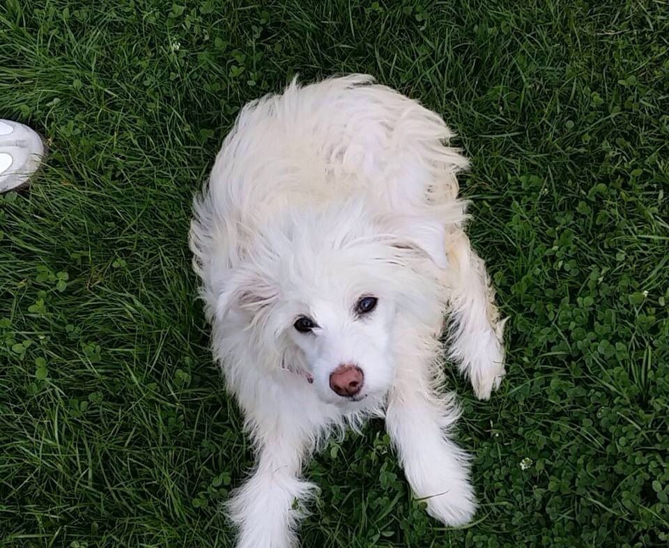 Felici Amici Amazing Shine