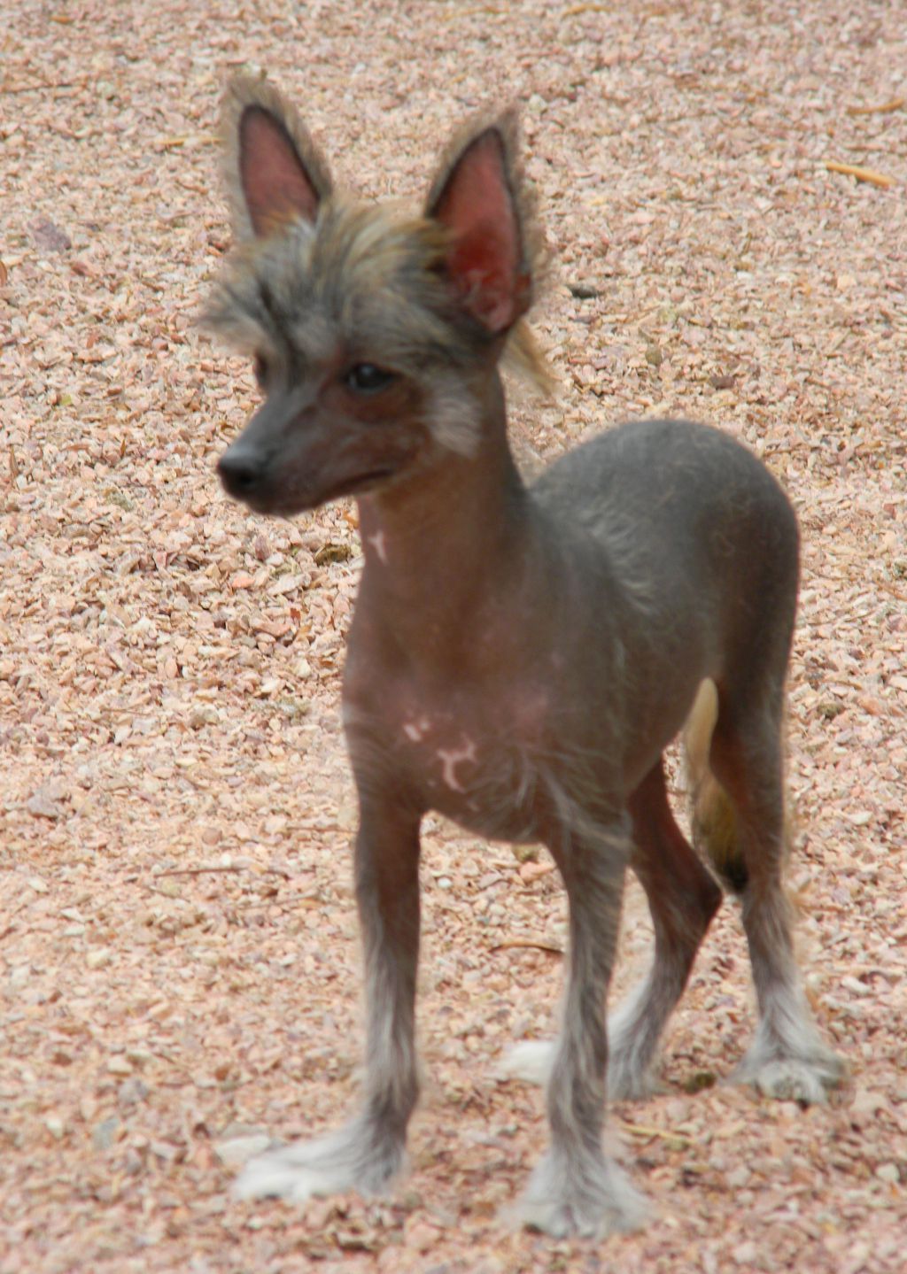 D'Nude's Jewel Thief