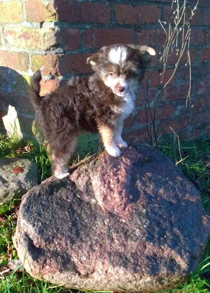 Jekadi's Bloodmoon Hazelman