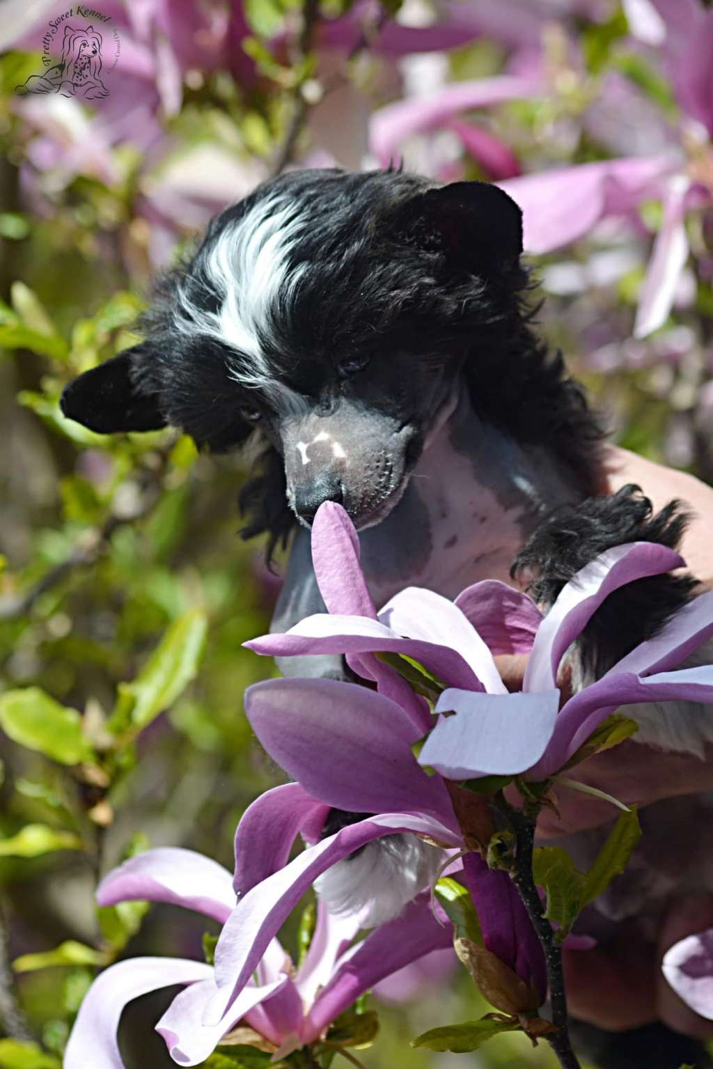 Honey Dark Pretty Sweet