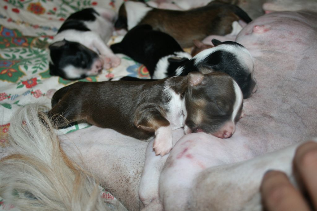 Dandyfree's Mmm Maraboue Kexchoklad