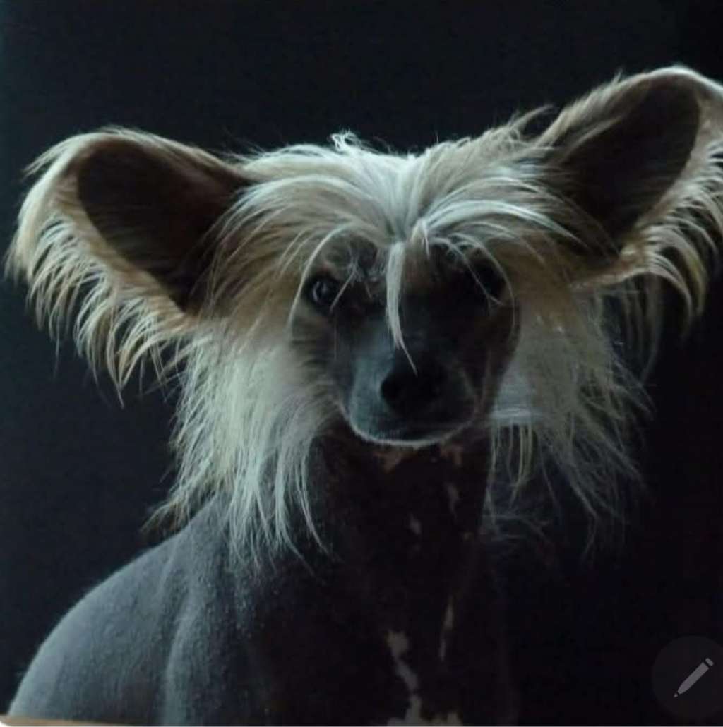 Geros in Cirkus Epocha