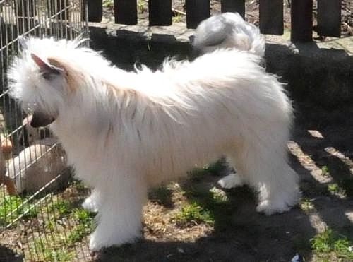 Sasquehanna (fci) Daktyl