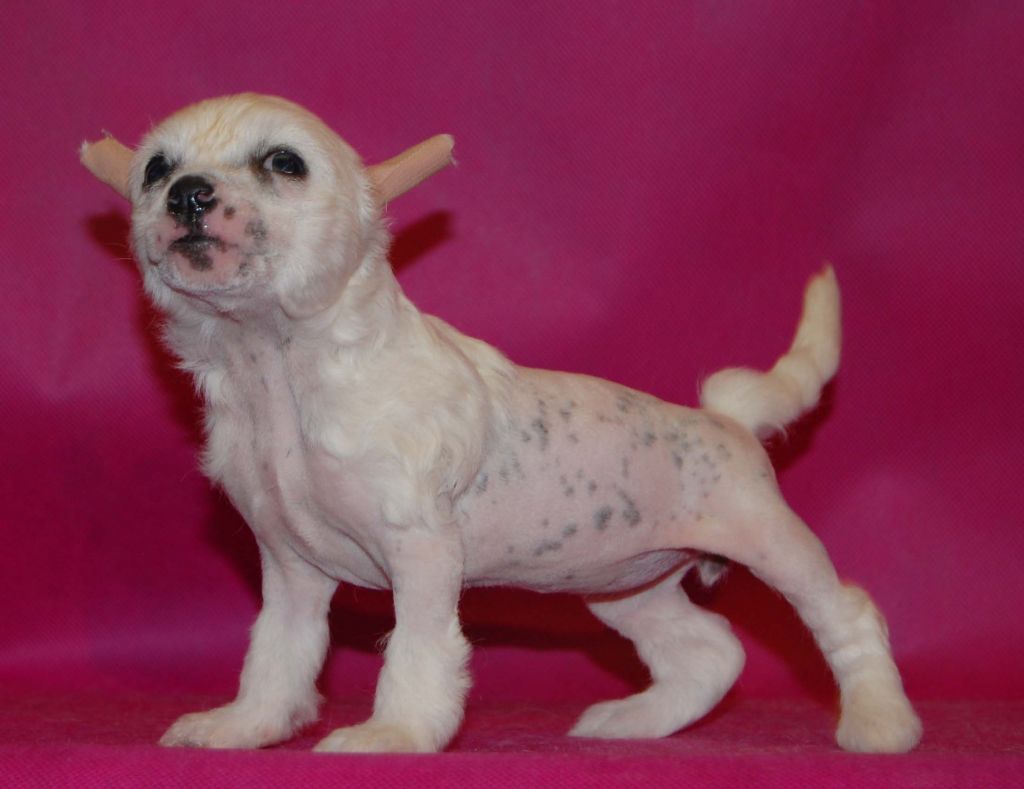 Gidaori Violin for Julia