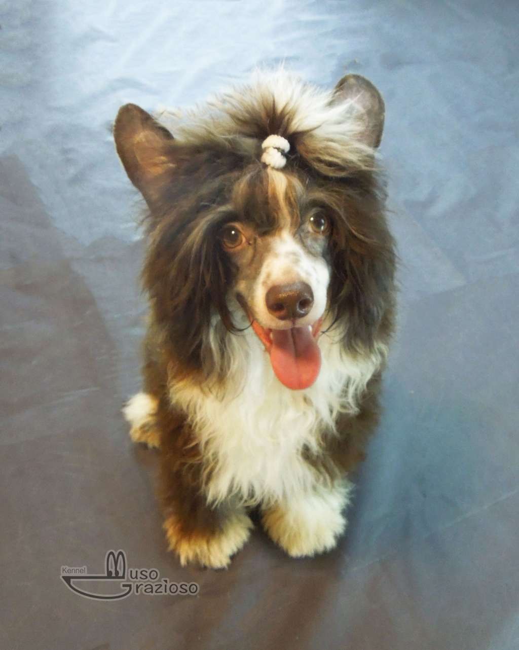 Muso Grazioso Norby Surrounded by Love