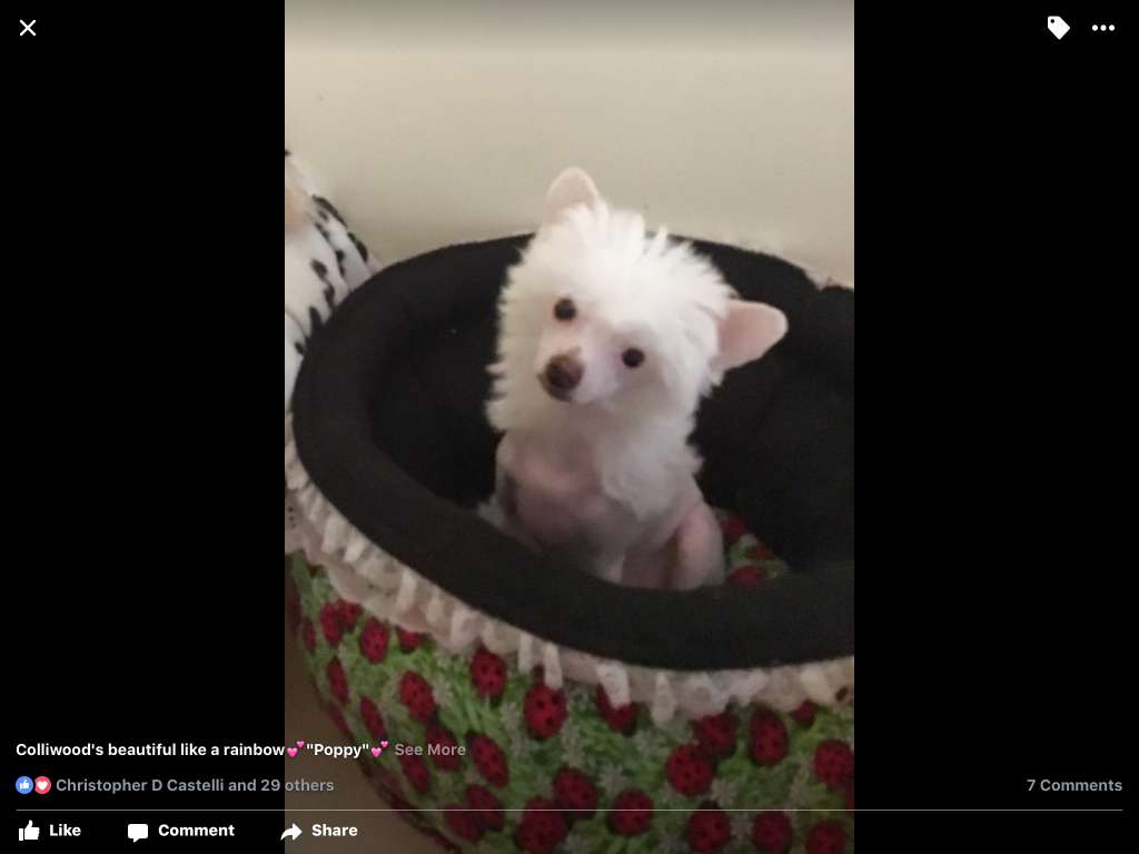 Colliwood's beautiful like a rainbow