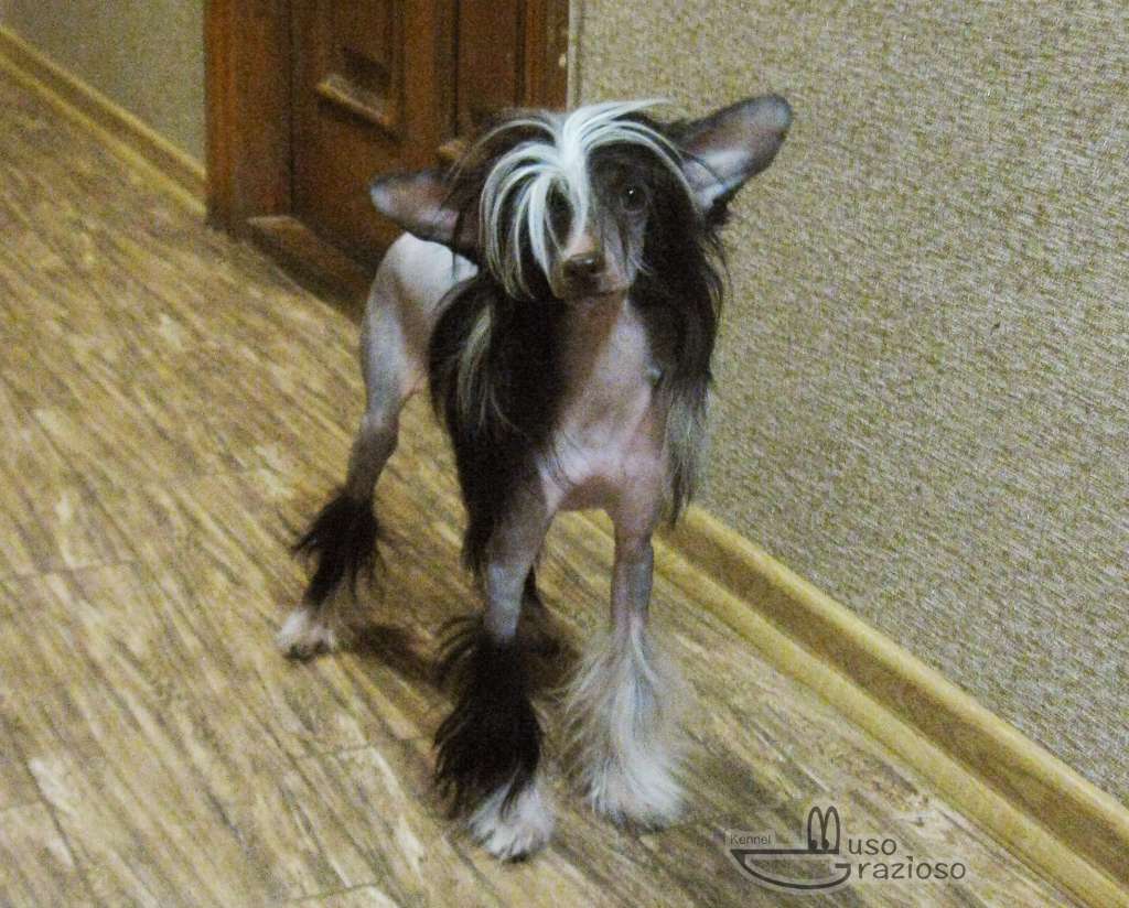 Muso Grazioso Abonda Best