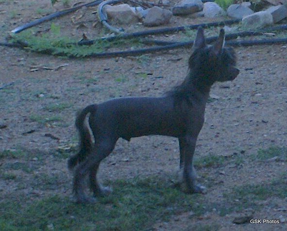 Krishna Night Shadow