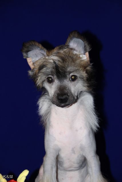 Credo Marini Trevis Beloved  By  All