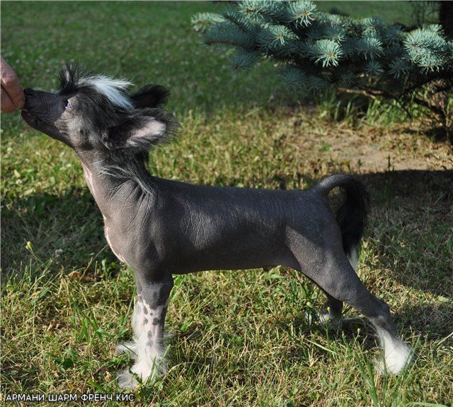 Armani  Sharm  French Kiss 