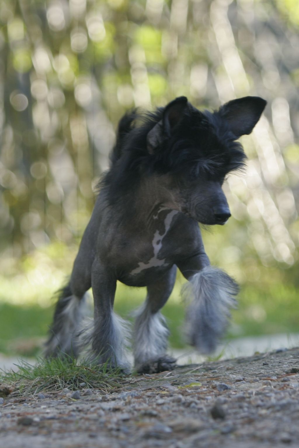 Gou's Moves Like Jagger