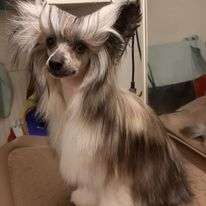 Kalimera's Winter Singer