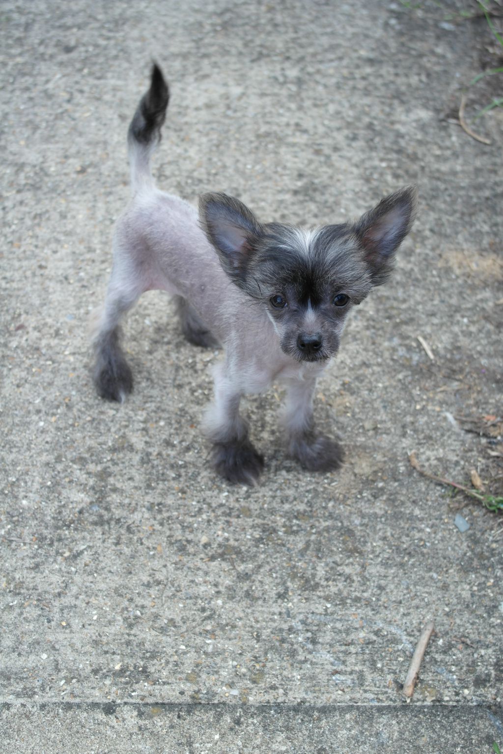 Crestspitz Spell Caster