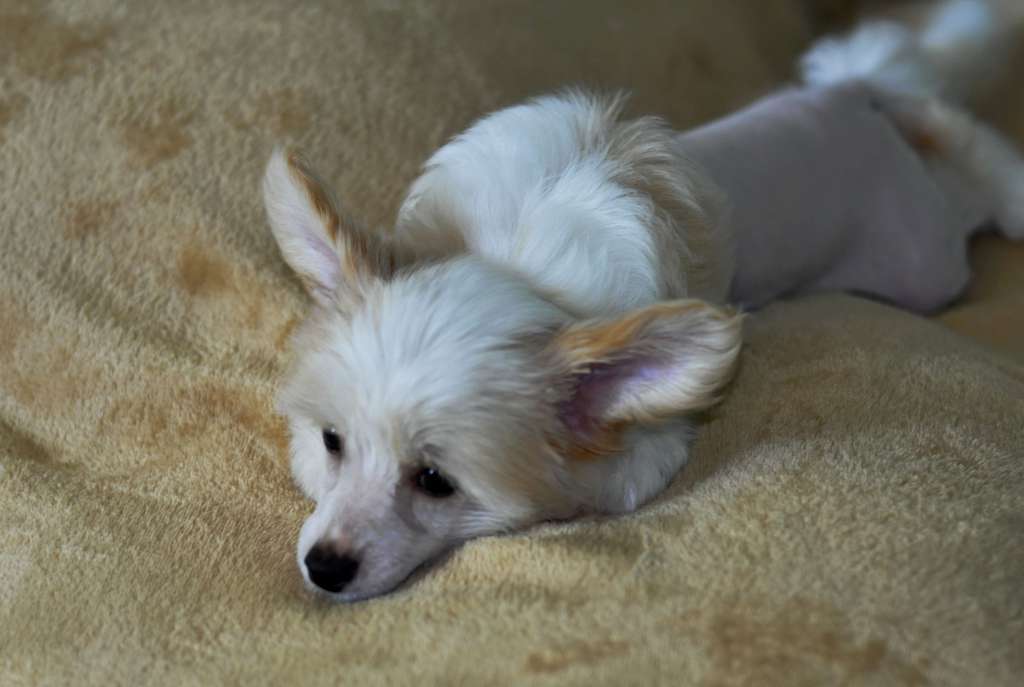 Stylniy Glamour Tziganka Karmen