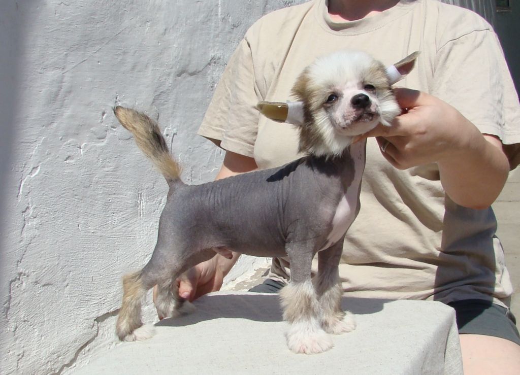 Zhivchik iz Hohlyandii