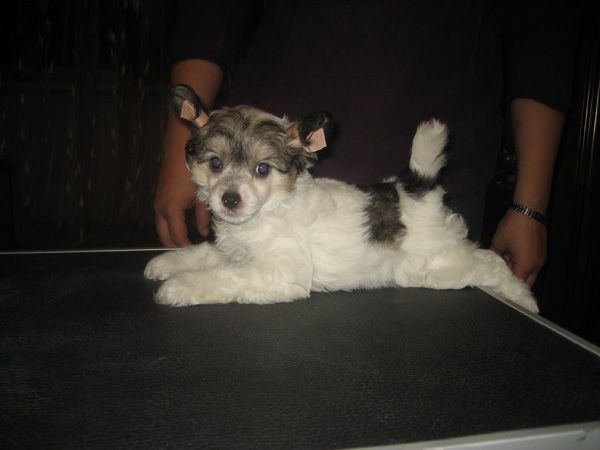 La Vendjes North Wind