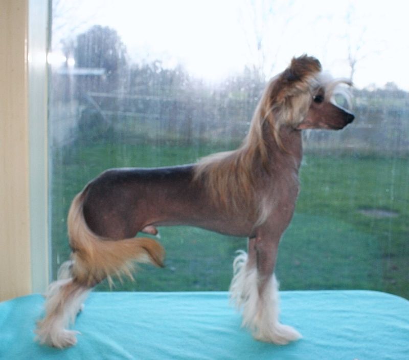 Be My Dog's Flag Waver