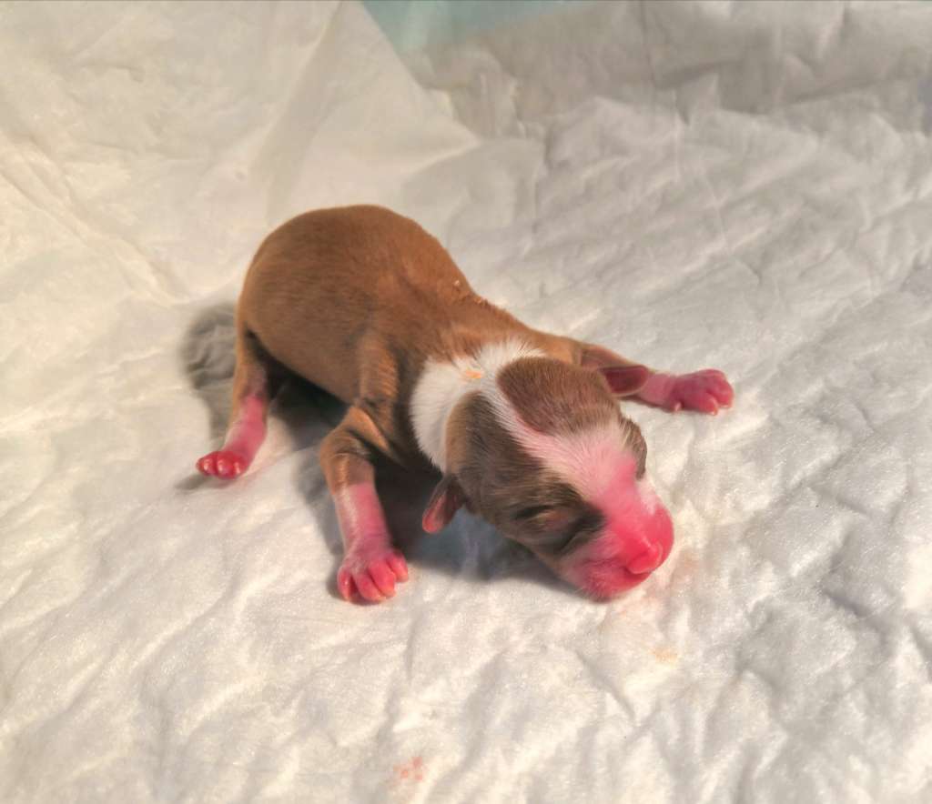 Windy Willow's Knight Percival of Holy Grail