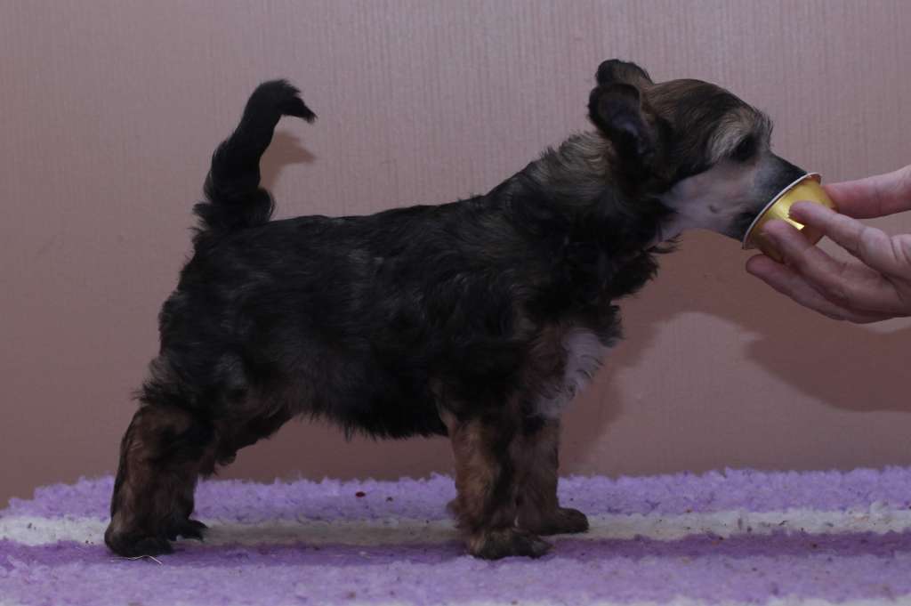 Artic Flyer's Piece of Me