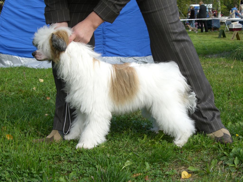 Calibra's One Little Lie