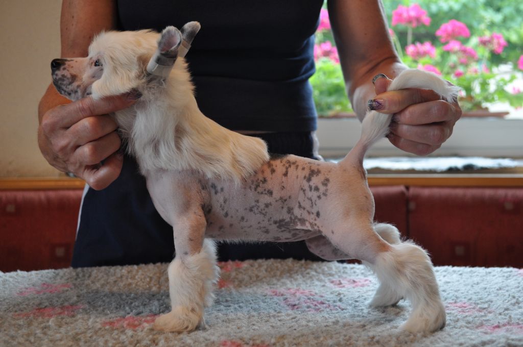 Bubbling Spirit A'Miu