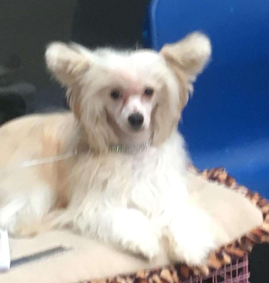 Constanze Crystal Ice