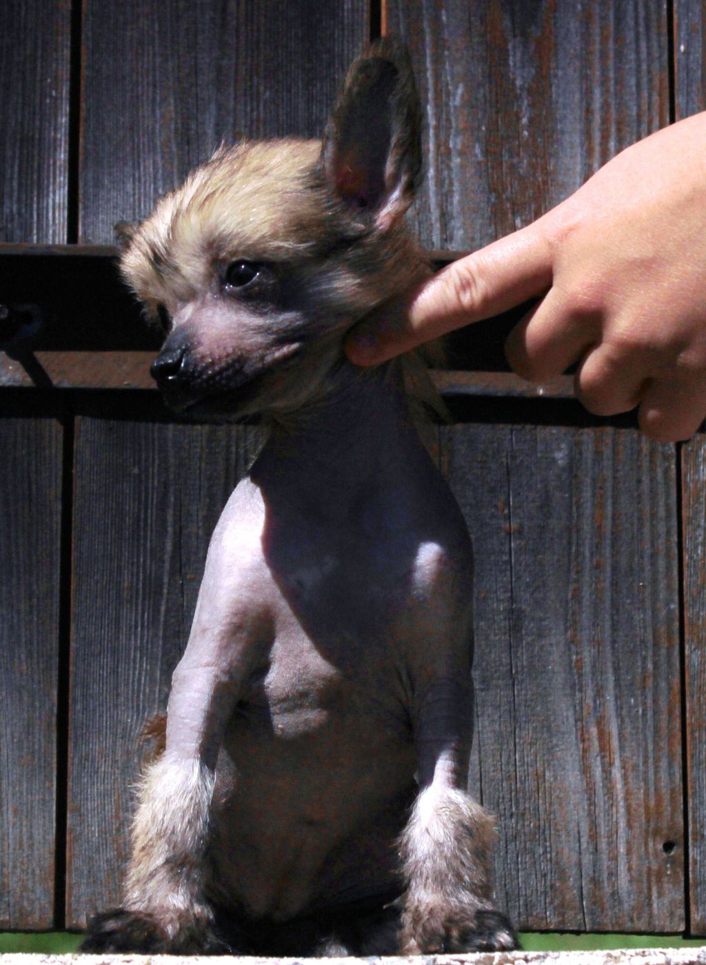 Inniga Queen Malverne