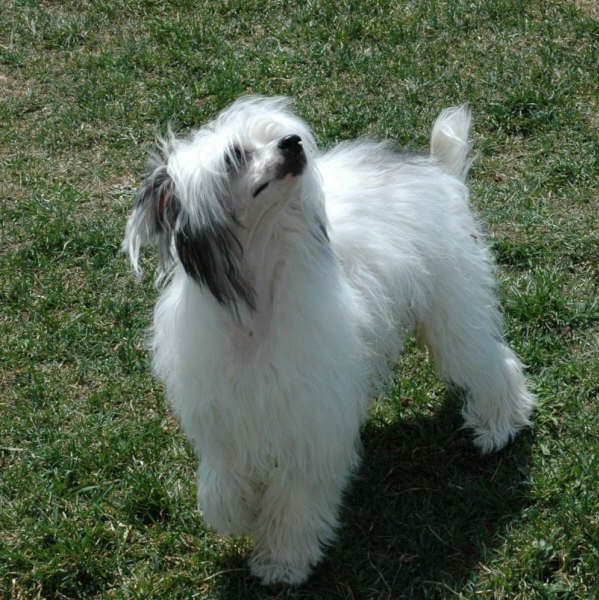 Nu Poil's Panda Software Dotcom