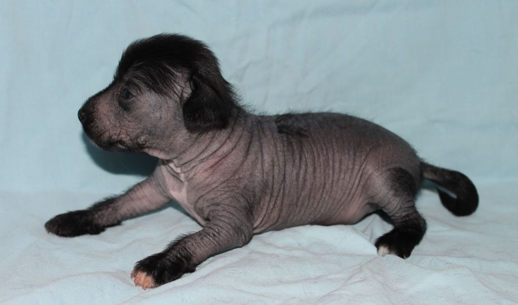 Curlycrest's Ice Cold Beer