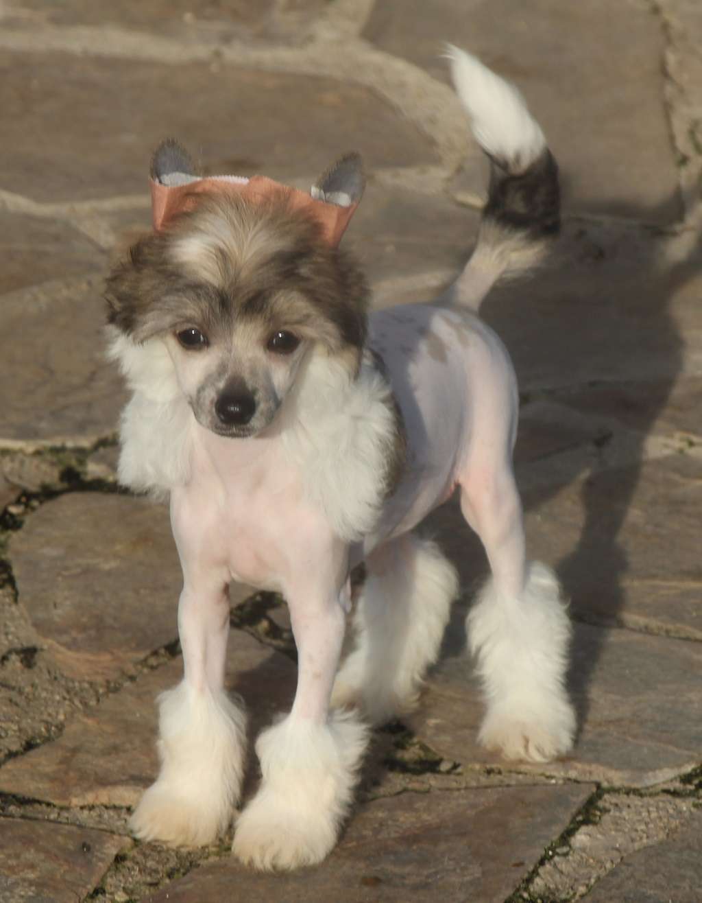 Wild beauty de Almamasan