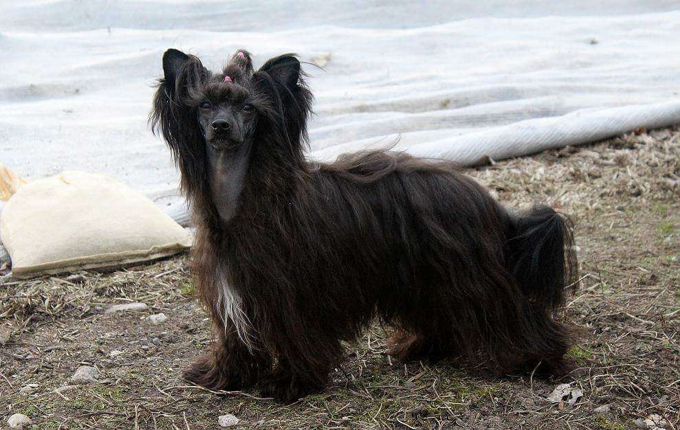 Tournais Wicked Bubble Witch Saga