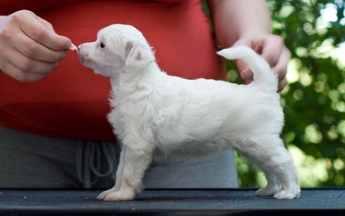 Nemesia's Pixie Tale