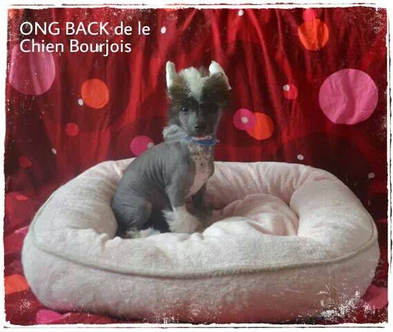 ONG BACK de le Chien Bourjois