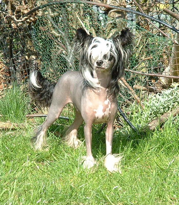 Habiba Just Another Toy Boy For Jhanchi