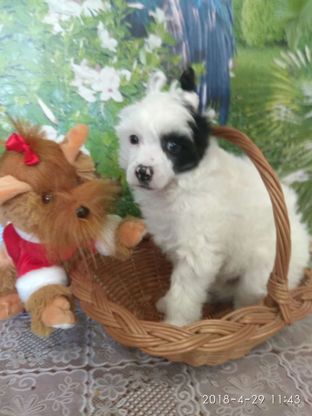 Mayi Solomon Bonus Westtai