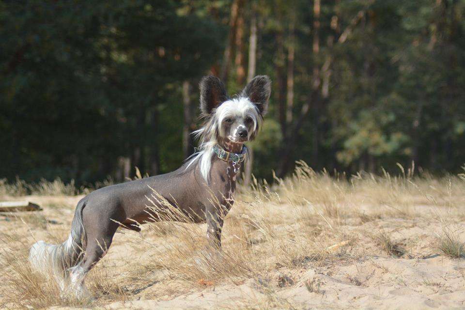 Brandrus Union of Hearts